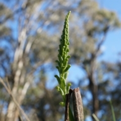 Microtis unifolia (Common Onion Orchid) at Lerida, NSW - 11 Oct 2014 by AaronClausen