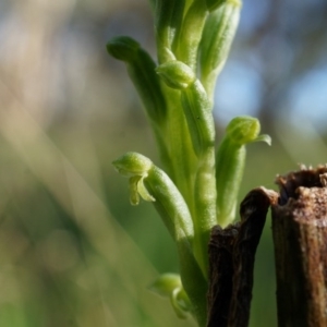 Microtis unifolia at Lerida, NSW - suppressed