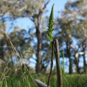 Microtis unifolia at Lerida, NSW - 11 Oct 2014