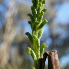 Microtis unifolia at Lerida, NSW - 11 Oct 2014