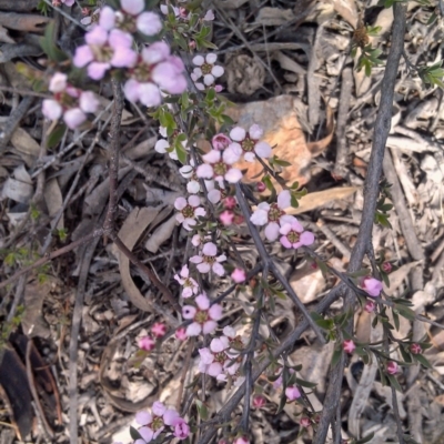 Gaudium multicaule (Teatree) at Crace, ACT - 10 Oct 2014 by galah681