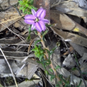 Thysanotus patersonii at Gungahlin, ACT - 10 Oct 2014