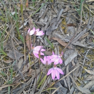 Caladenia carnea at Gungahlin, ACT - suppressed