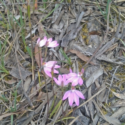 Caladenia carnea (Pink Fingers) at Gungahlin, ACT - 10 Oct 2014 by galah681