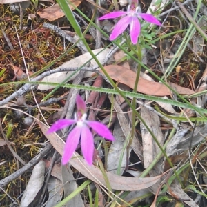 Caladenia carnea at Gungahlin, ACT - suppressed