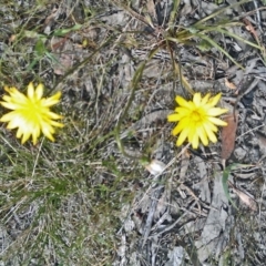 Microseris walteri (Yam Daisy, Murnong) at Gungaderra Grasslands - 10 Oct 2014 by galah681