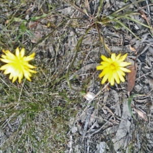 Microseris walteri at Gungahlin, ACT - 10 Oct 2014 12:25 PM