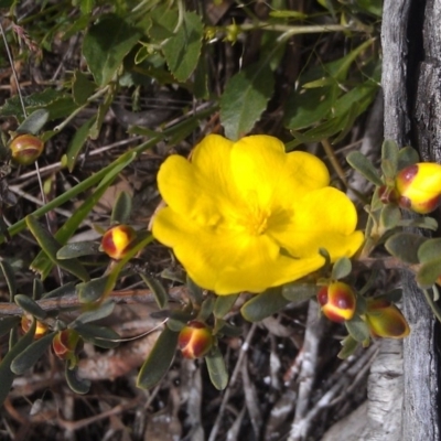 Hibbertia obtusifolia (Grey Guinea-flower) at Gungaderra Grasslands - 10 Oct 2014 by galah681