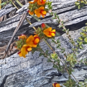 Pultenaea procumbens at Gungahlin, ACT - 10 Oct 2014