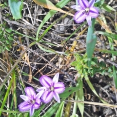 Thysanotus patersonii (Twining Fringe Lily) at Gungaderra Grasslands - 10 Oct 2014 by galah681