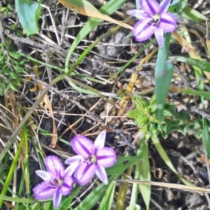 Thysanotus patersonii at Gungahlin, ACT - 10 Oct 2014