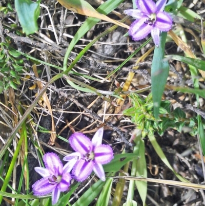 Thysanotus patersonii (Twining Fringe Lily) at Gungaderra Grasslands - 10 Oct 2014 by galah681