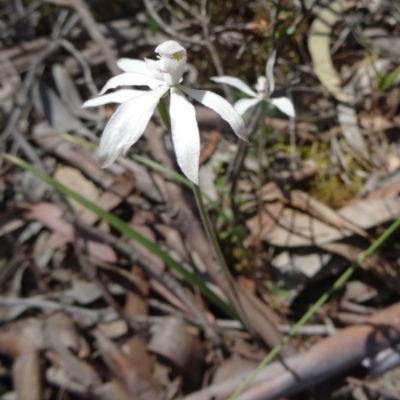 Caladenia ustulata (Brown Caps) at Gungahlin, ACT - 11 Oct 2014 by galah681