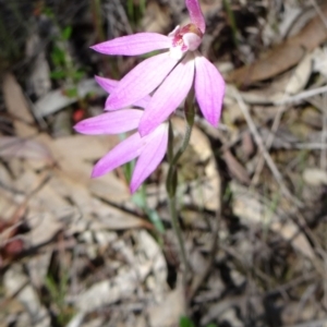 Caladenia carnea at Gungahlin, ACT - 11 Oct 2014