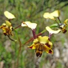 Diuris pardina (Leopard Doubletail) at Gungahlin, ACT - 11 Oct 2014 by galah681