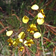 Diuris pardina at Gungahlin, ACT - suppressed