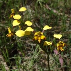 Diuris pardina at Gungahlin, ACT - 11 Oct 2014