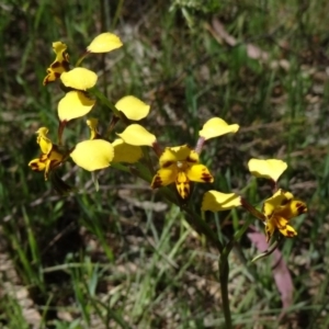 Diuris pardina at Gungahlin, ACT - suppressed