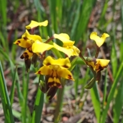 Diuris pardina at Gungahlin, ACT - suppressed