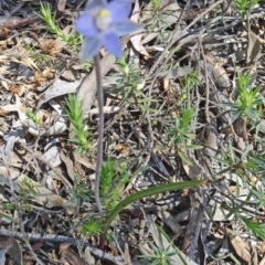 Thelymitra pauciflora (Slender Sun Orchid) at Gungahlin, ACT - 11 Oct 2014 by galah681