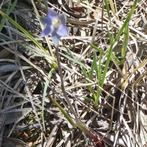 Thelymitra pauciflora at Gungahlin, ACT - 11 Oct 2014