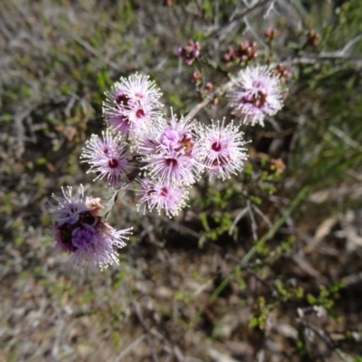 Kunzea parvifolia (Violet Kunzea) at Black Mountain - 11 Oct 2014 by galah681