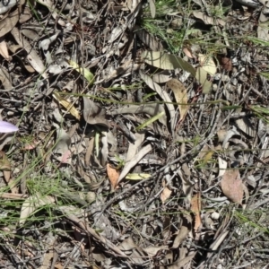 Glossodia major at Bruce, ACT - 11 Oct 2014