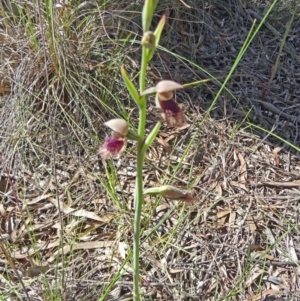 Calochilus platychilus at Bruce, ACT - suppressed