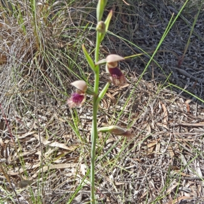 Calochilus platychilus (Purple Beard Orchid) at Black Mountain - 10 Oct 2014 by galah681