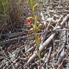 Calochilus platychilus at Bruce, ACT - suppressed