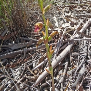 Calochilus platychilus at Bruce, ACT - suppressed