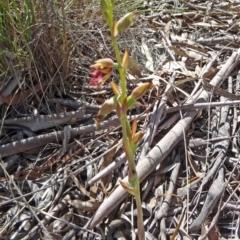 Calochilus platychilus at Bruce, ACT - 11 Oct 2014