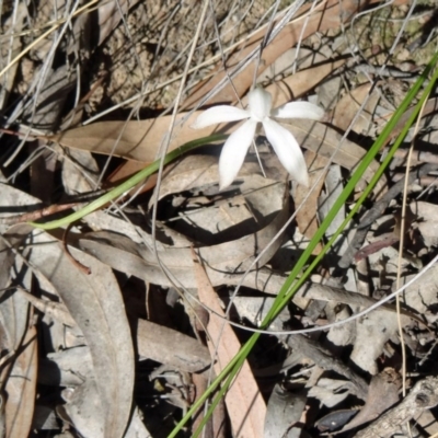 Caladenia ustulata (Brown Caps) at Bruce, ACT - 11 Oct 2014 by galah681