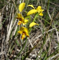 Diuris nigromontana (Black Mountain Leopard Orchid) at Black Mountain - 10 Oct 2014 by galah681