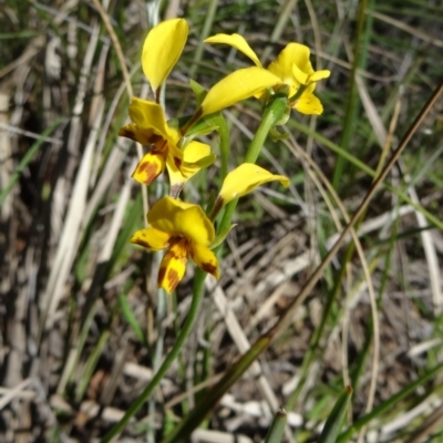 Diuris nigromontana (Black Mountain Leopard Orchid) at Black Mountain - 10 Oct 2014 by galah681