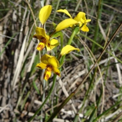 Diuris nigromontana (Black Mountain Leopard Orchid) at Bruce, ACT - 11 Oct 2014 by galah681