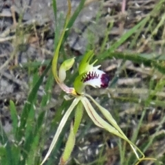 Caladenia atrovespa (Green-comb Spider Orchid) at Black Mountain - 10 Oct 2014 by galah681