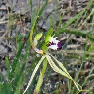 Caladenia atrovespa (Green-comb Spider Orchid) at Black Mountain - 10 Oct 2014 by galah681