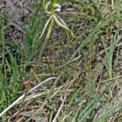 Caladenia atrovespa at Bruce, ACT - 11 Oct 2014