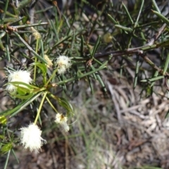 Acacia genistifolia (Early Wattle) at Black Mountain - 10 Oct 2014 by galah681