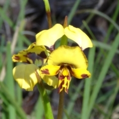 Diuris nigromontana (Black Mountain Leopard Orchid) at Black Mountain - 10 Oct 2014 by galah681