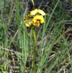 Diuris nigromontana at Bruce, ACT - suppressed