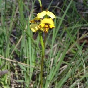 Diuris nigromontana at Bruce, ACT - 11 Oct 2014