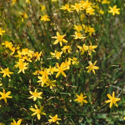 Tricoryne elatior (Yellow Rush Lily) at Conder, ACT - 10 Nov 2000 by MichaelBedingfield