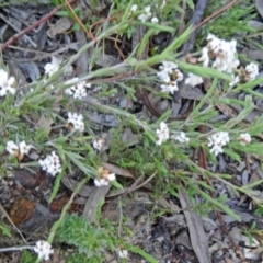 Leucopogon virgatus (Common Beard-heath) at Black Mountain - 11 Oct 2014 by galah681