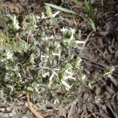 Brachyloma daphnoides (Daphne Heath) at Black Mountain - 10 Oct 2014 by galah681