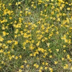 Tricoryne elatior (Yellow Rush Lily) at Conder, ACT - 6 Dec 1999 by MichaelBedingfield