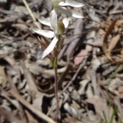 Caladenia sp. (A Caladenia) at Canberra Central, ACT - 11 Oct 2014 by galah681