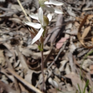 Caladenia sp. at Canberra Central, ACT - suppressed