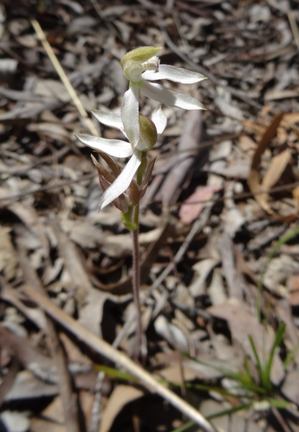 Caladenia sp. at Canberra Central, ACT - 11 Oct 2014